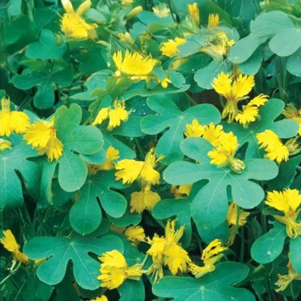 Sommerfugl-blomsterkarse