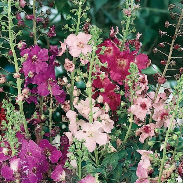 Purpurkongelys 'Kings Candles'