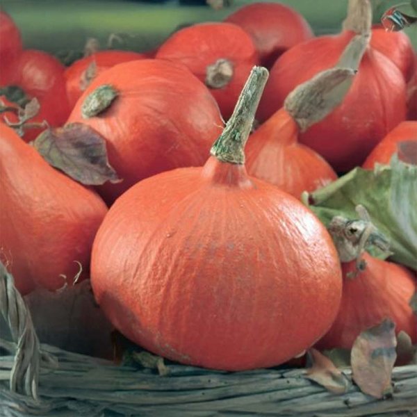 Kæmpegræskar 'Uchiki Kuri'