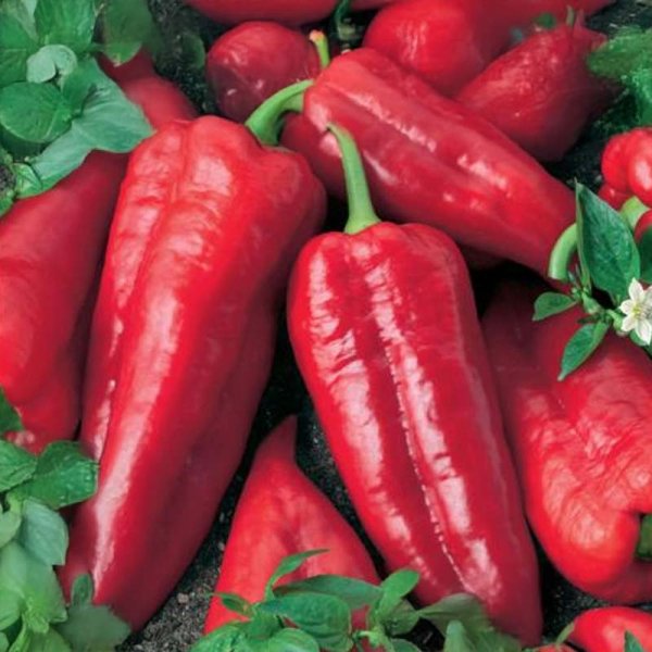 Peberfrugt 'Atris' F1