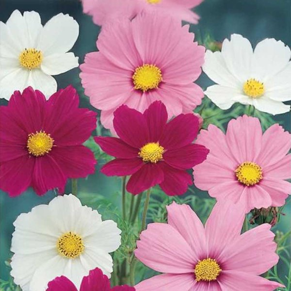 Kosmosblomst 'Cosmea'
