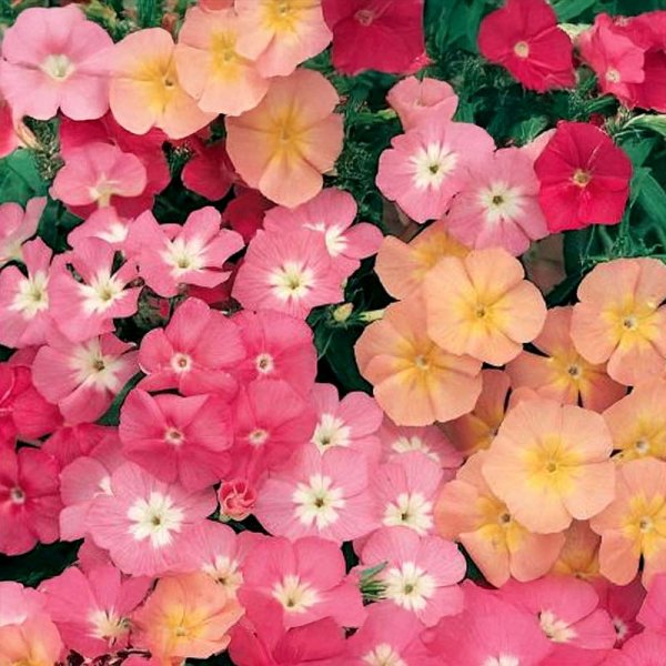 Sommerfloks 'Cecily-Mix'