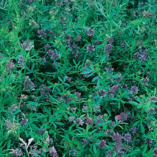 Grøngødning Lucerne