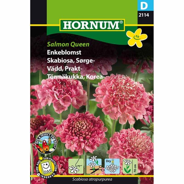 Pragtskabiose 'Salmon Queen'