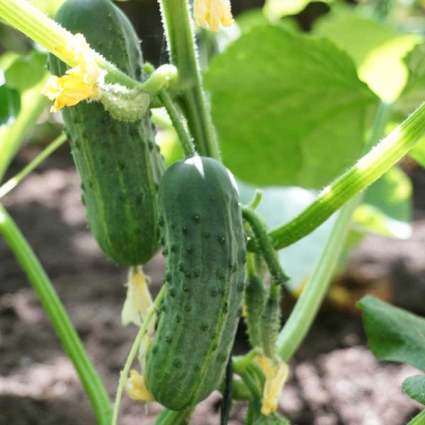 Frilandagurk 'Puccini' F1