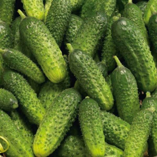 Frilandagurk 'Pasalimo' F1