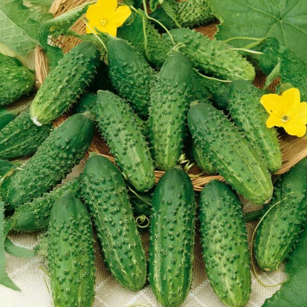 Frilandagurk 'Krak' F1