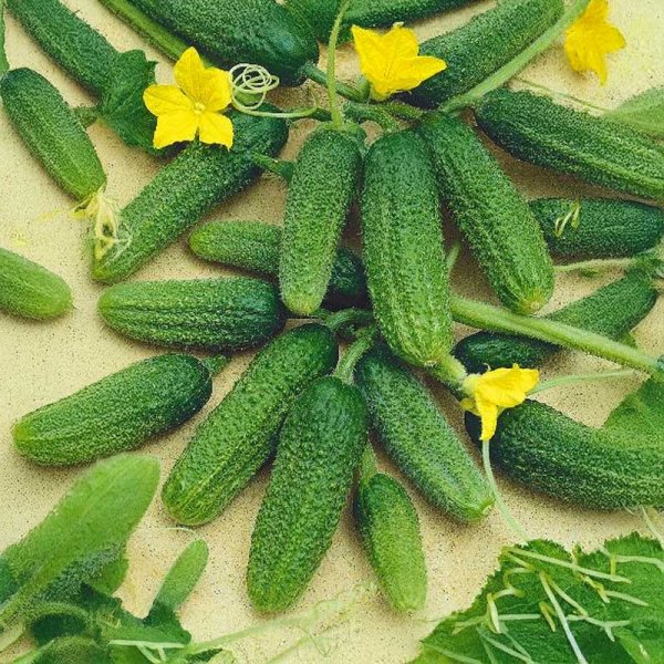 Frilandagurk 'Libelle' F1