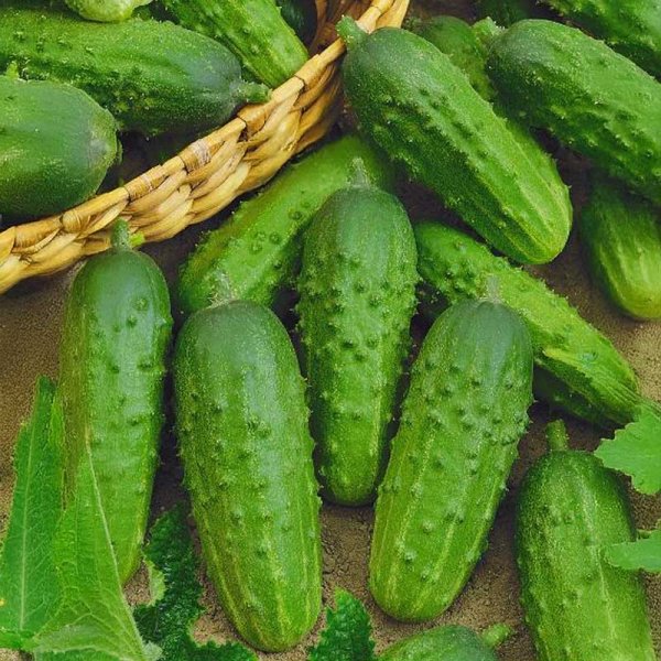 Frilandagurk 'Julian' F1