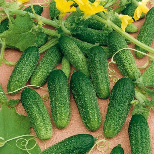 Frilandagurk 'Dirigent' F1