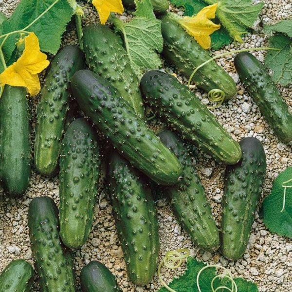 Frilandagurk 'Merengue' F1