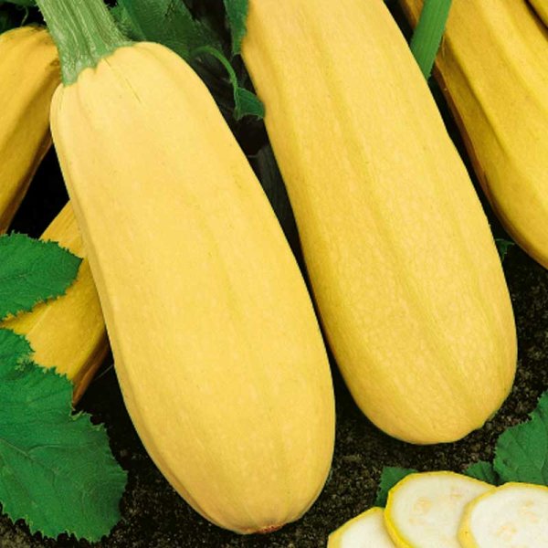 Græskar 'Zloty Cepelin'