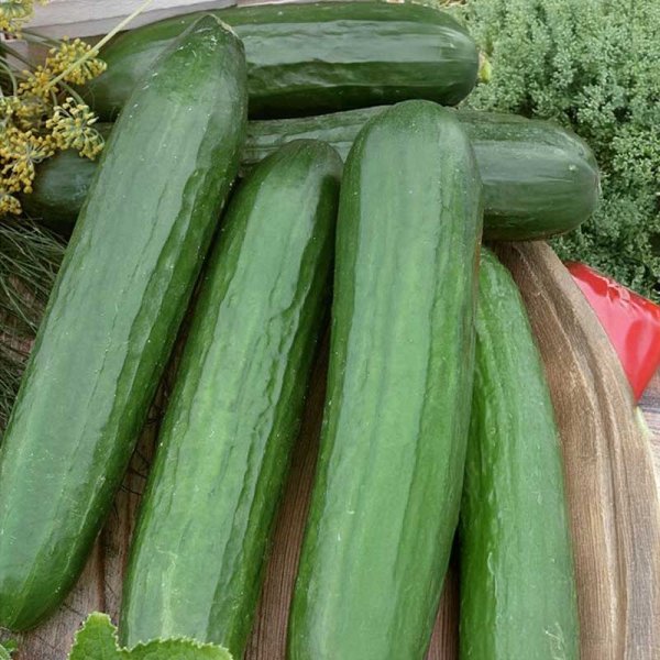 Slangeagurk 'Saturn' F1