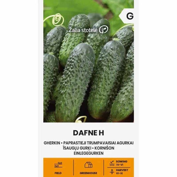 Frilandagurk 'Dafne' F1