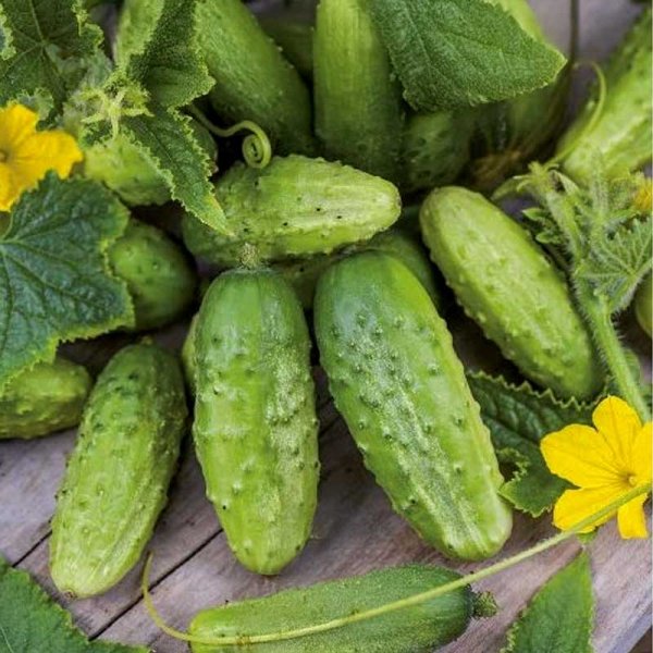 Agurk 'Dalila' F1