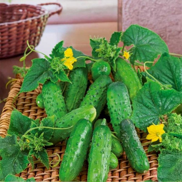 Agurk 'Cornichon de Paris'
