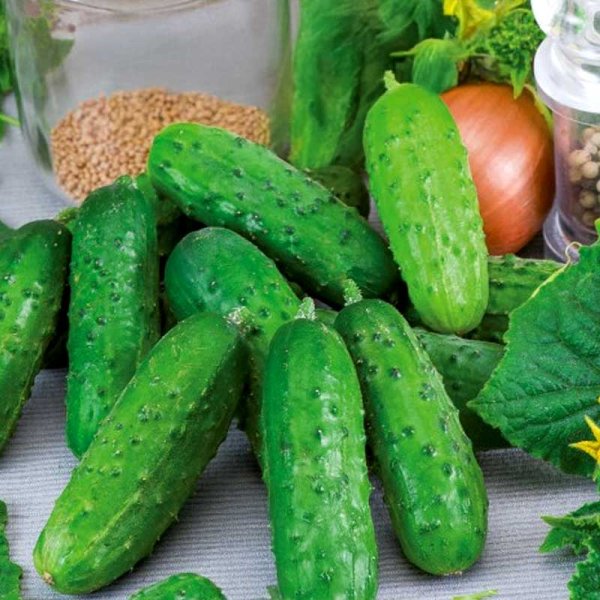 Agurk 'Fin de Meaux'