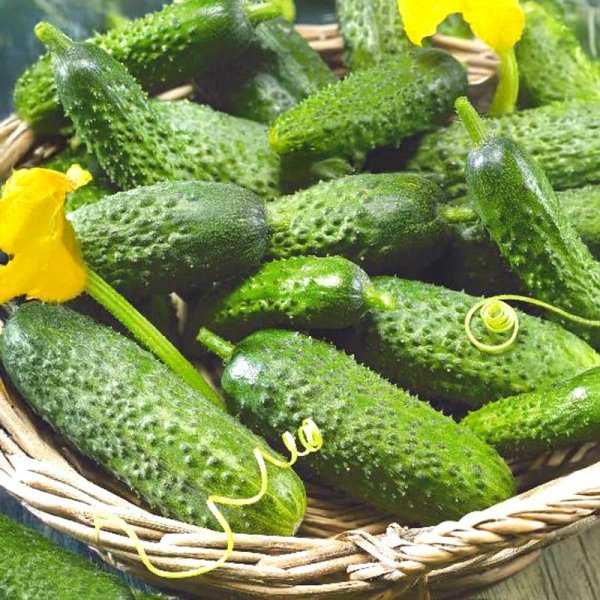 Frilandagurk 'Mirabelle' F1