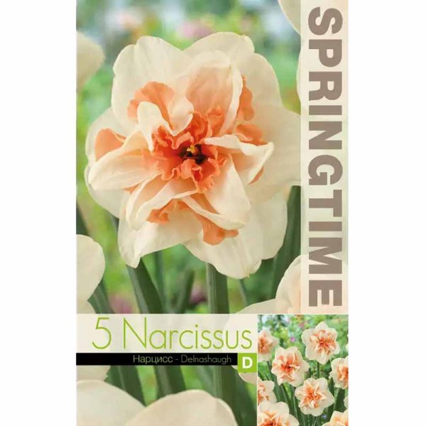 Påskelilje 'Delnashaugh'