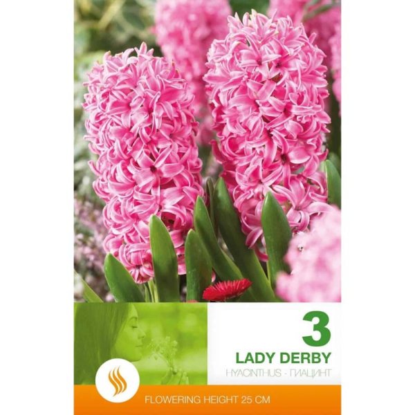 Hyacint ’Lady Derby’