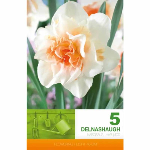 Stjernedaffodil 'Delnashaugh'