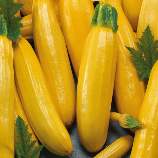 Squash 'Goldena'