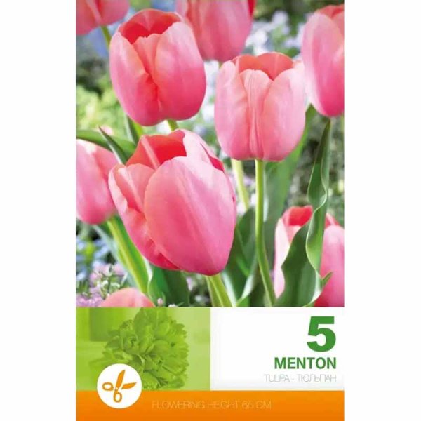 Tulipan 'Menton'