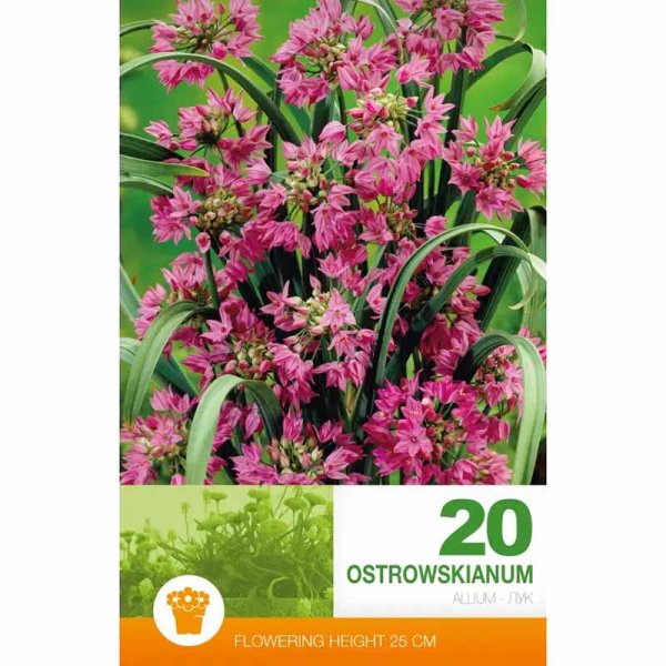 Allium 'Ostrowskianum' (Bergløg)