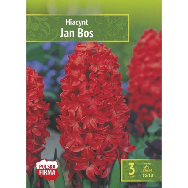 Hyacint ’Jan Bos’