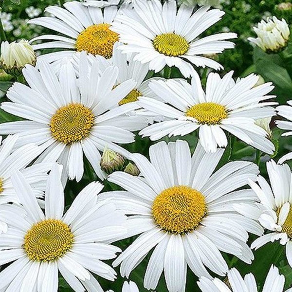 Marguerit 'Silver Princess'