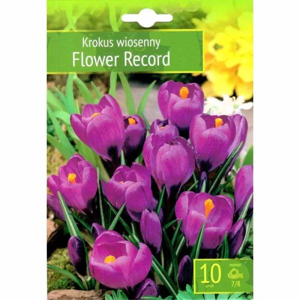 Krokus 'Flower Record'