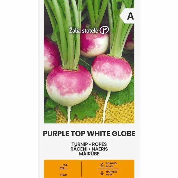 Majroe 'Purple Top White Globe'