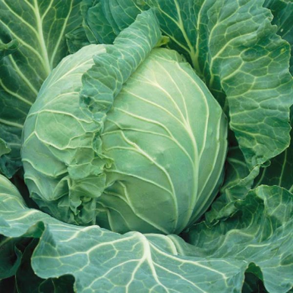 Hvidkål 'Krautman' H