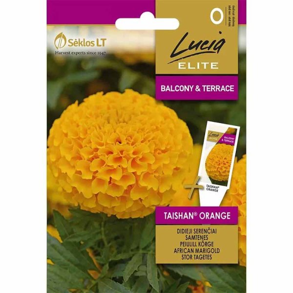 Stor tagetes 'Taishan® Orange'