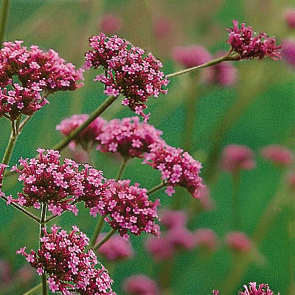 Kæmpeverbena 'Buenos aires'