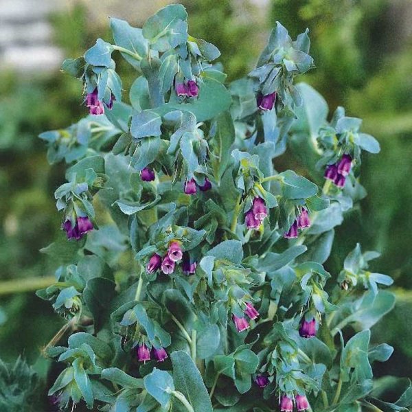 Voksblomst 'Purpurascens'