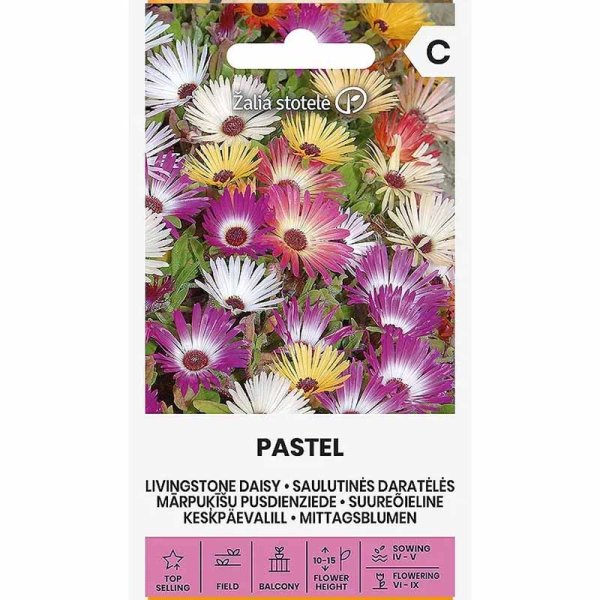 Levende blomst 'Daisy Pastel'