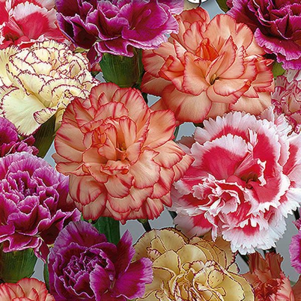 Havenellike 'Enfant de Nice'