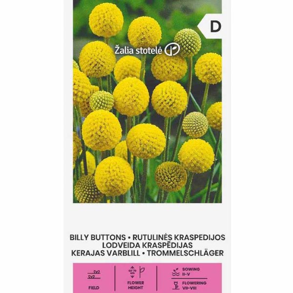 Billy Button 'Billy buttons'