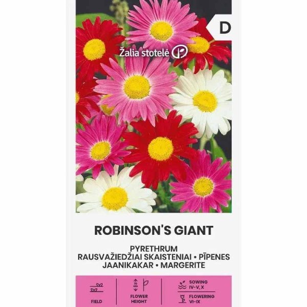 Painted Daisy 'Robinson's Giants'