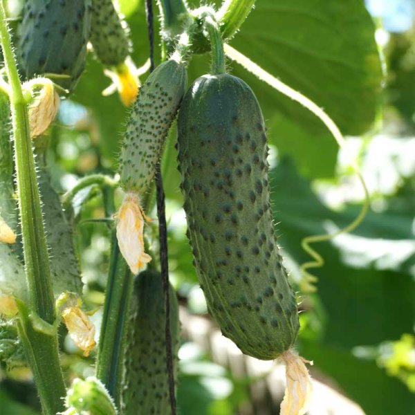 Frilandagurk 'Lenara' F1