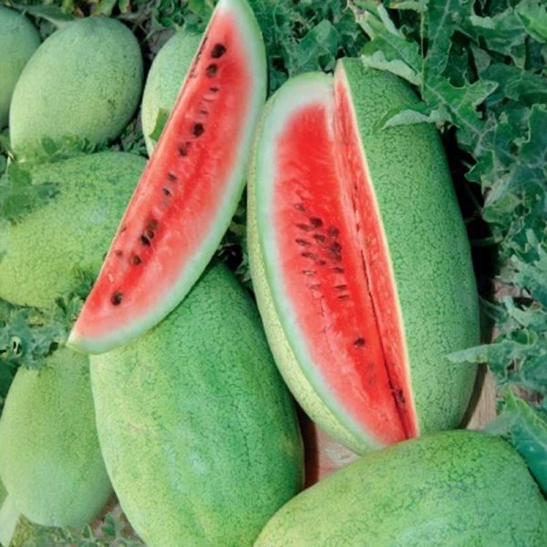 Watermelon 'Charleston grey'