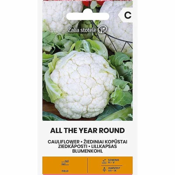 Blomkål 'All the year round'