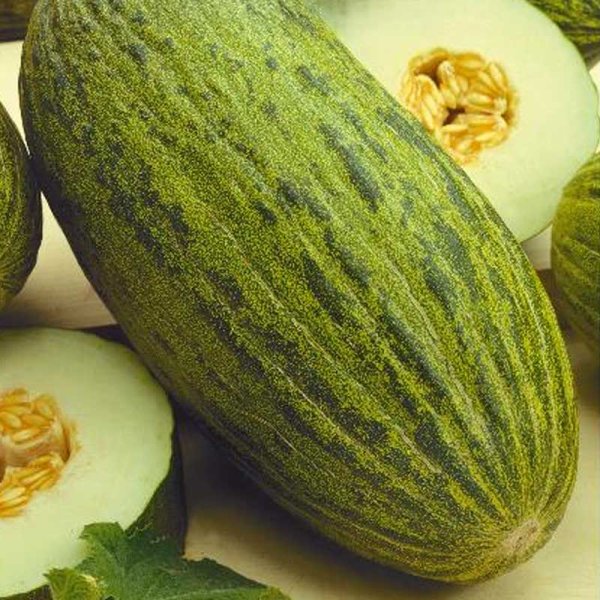 Melon 'Piñonet piel de sapo'