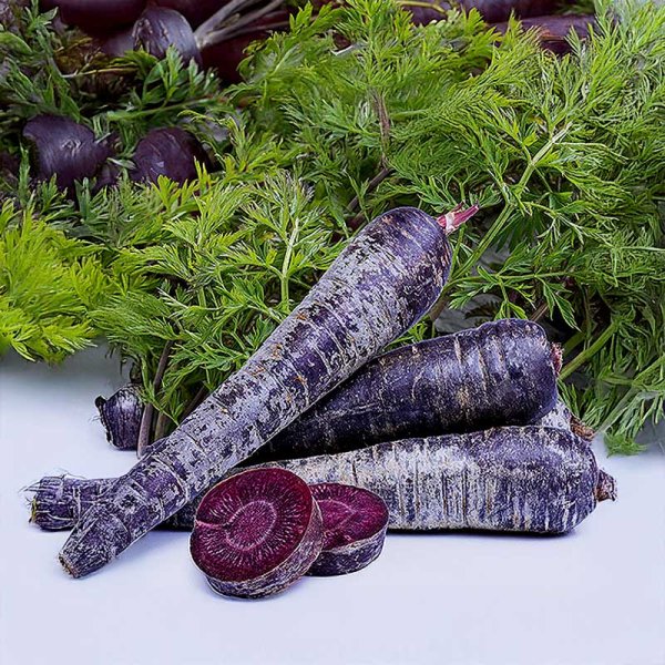 Carrot 'Purple sun' H