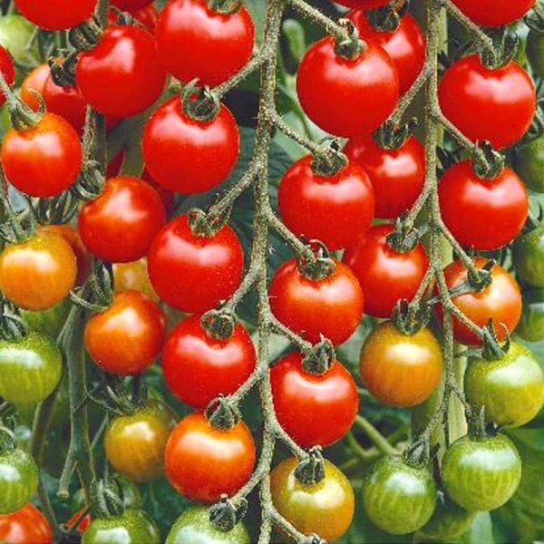 Tomat 'Gardeners Delight'