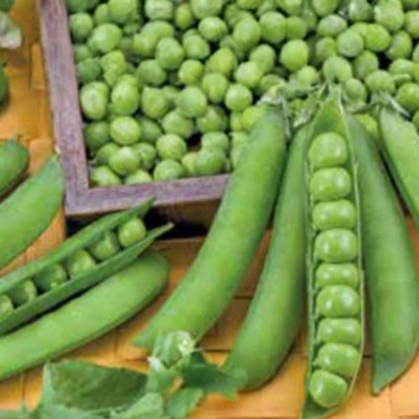 Marværter 'Bullseye'