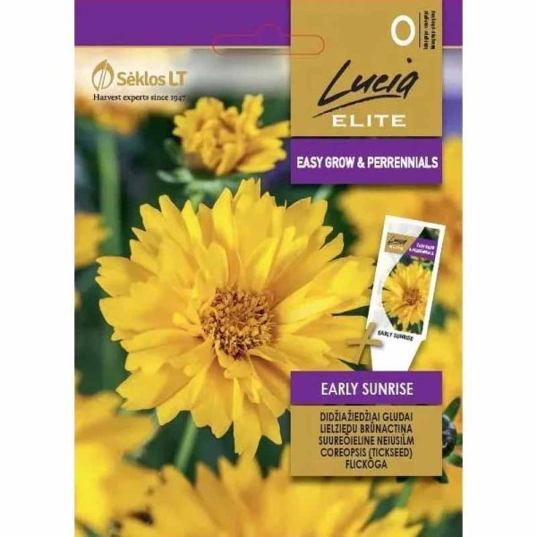 Pigeøje 'Early Sunrise'