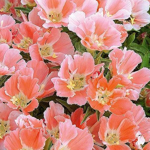 Atlasblomst 'Salmon Princess'