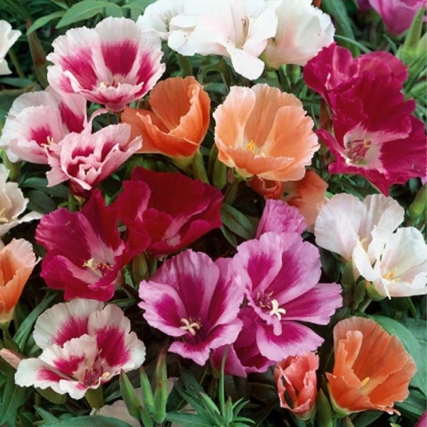 Atlasblomst 'Monarch'